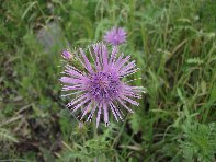 Riserva_naturale_Fiumefreddo - Galactites_tomentosa_20100207 095.jpg